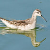 Wilson's Phalarope